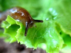 http://www.allaboutslugs.com/wp-content/uploads/2012/11/small-slug-overlooking-lettuce.jpg