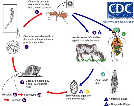 http://www.dpd.cdc.gov/dpdx/images/ParasiteImages/A-F/Dicrocoeliasis/Dicrocoelium_LifeCycle.gif